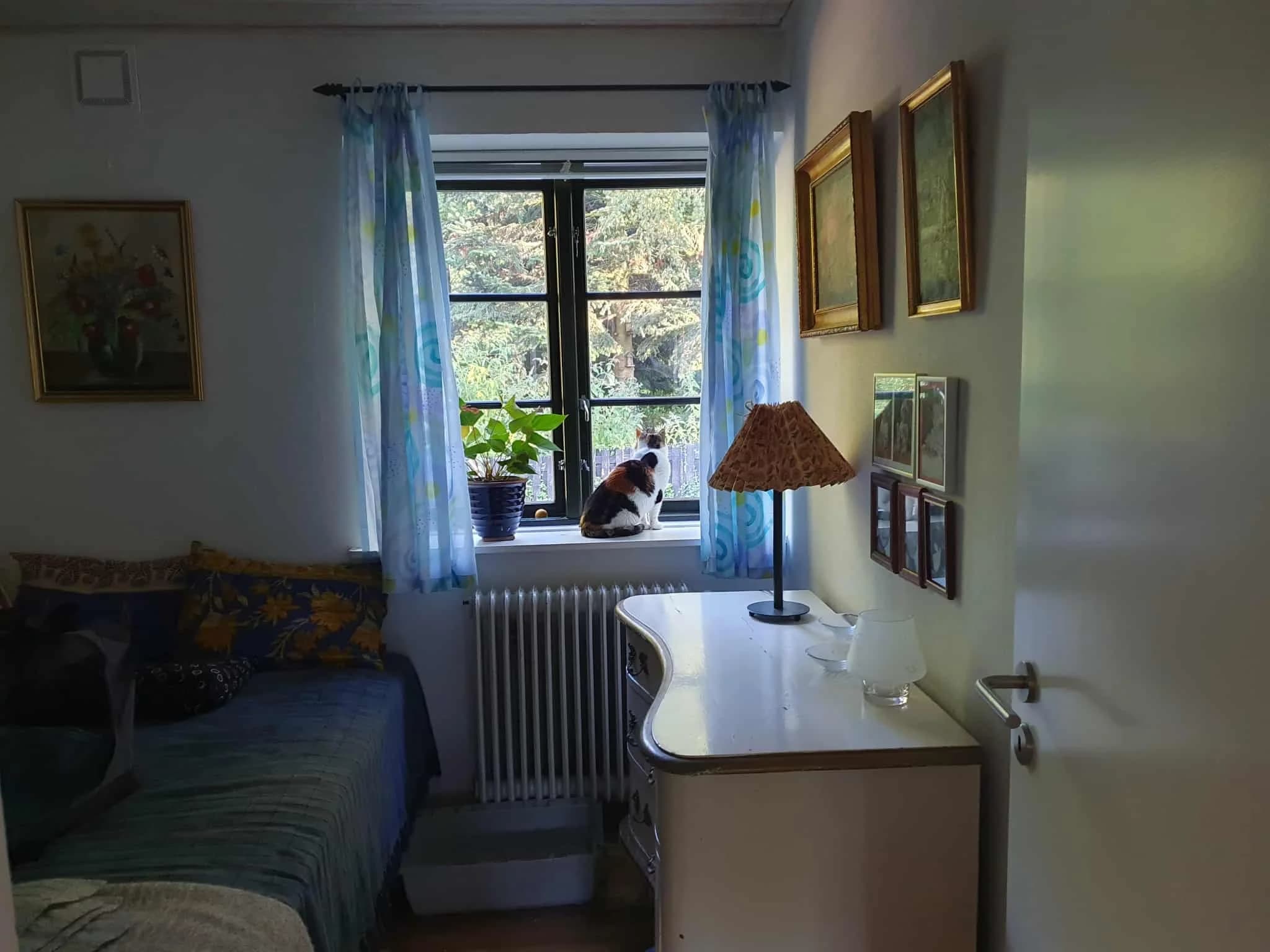 Mis Mus sidder i vinduet i sit nye hjem og kigger ud i haven