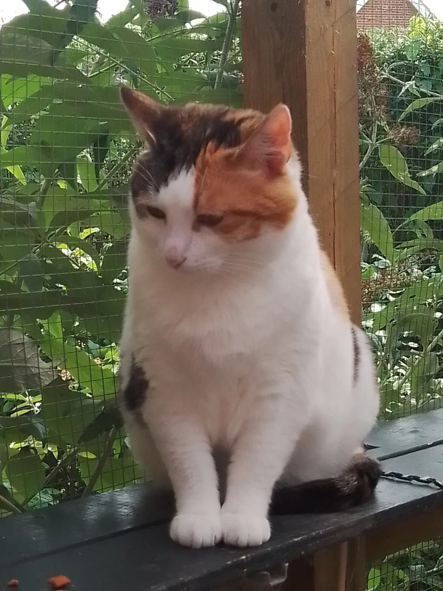 Mis Mus - smuk hunkat som sidder i refugiets have