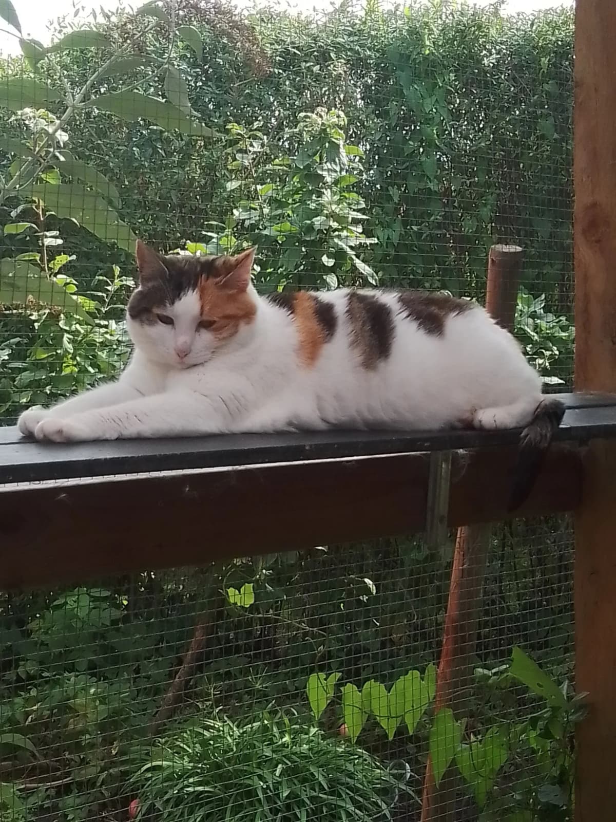 Mis Mus ligger afslappet på træværk i refugiets grønne omgivelser