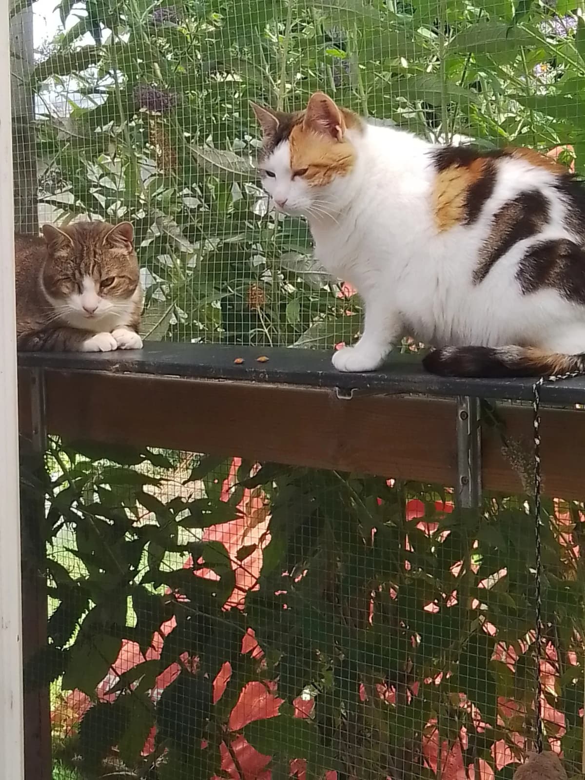 Mis Mus sidder sammen med en anden kat på træværk i refugiets have