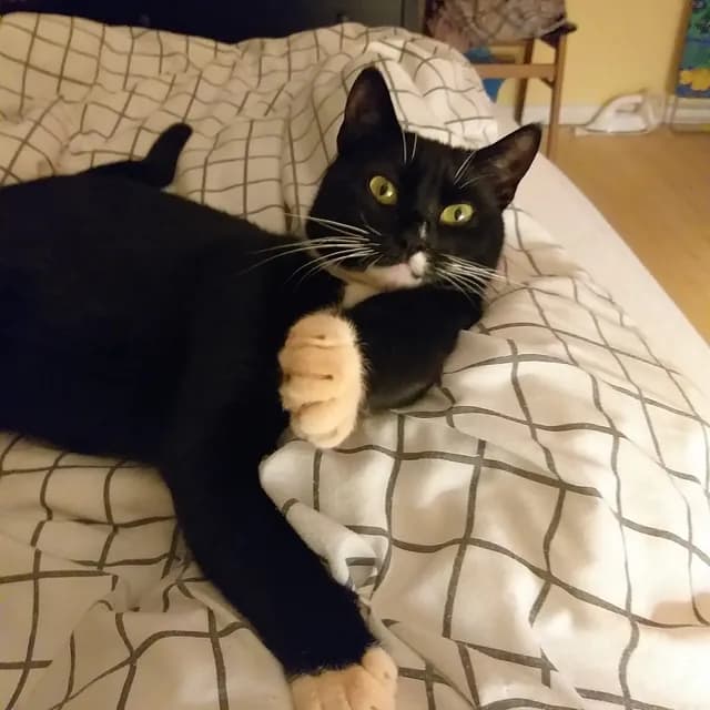 Missemor i sit nye hjem