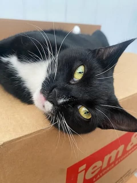 Missemor som kærlig kat