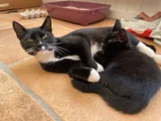 Missemor tillidsfuld og lykkelig