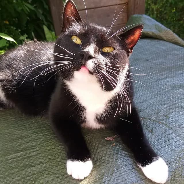 Missemor i sit evige hjem