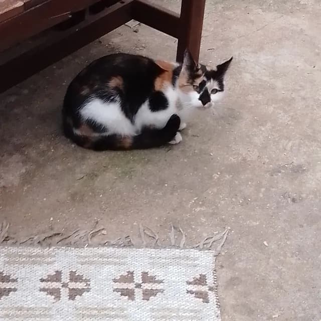 Duchesse portræt - smuk calico kat med sort, hvid og orange