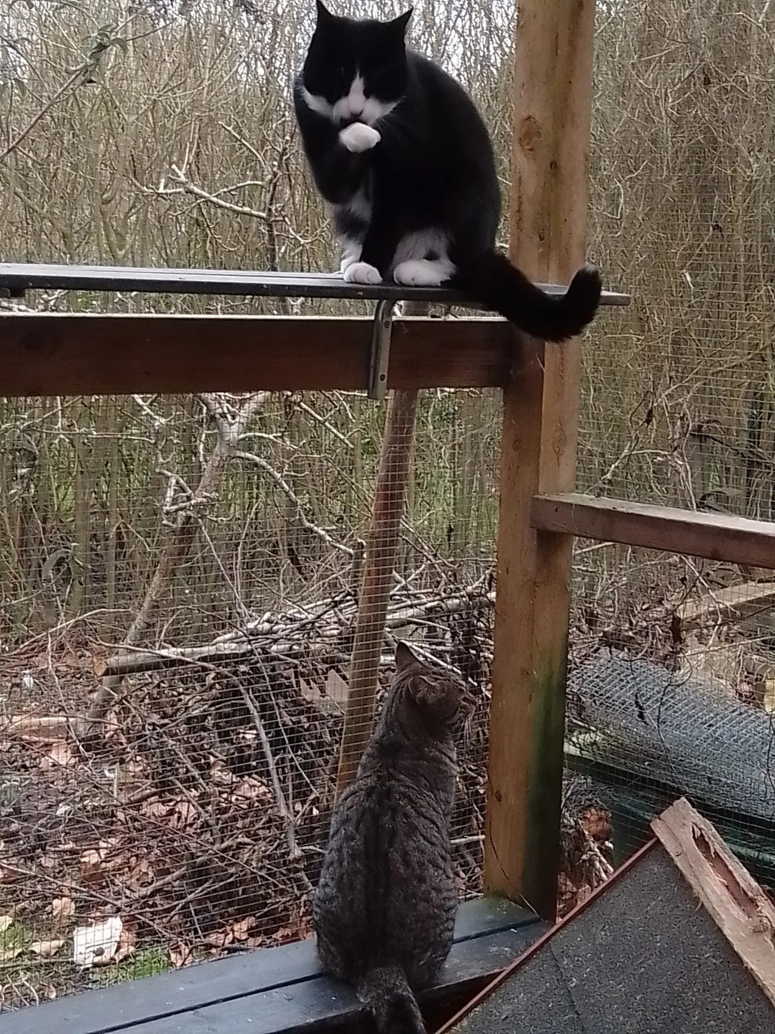 O'Maley (hvid næse) og Duchesse (calico) sammen i refugiet