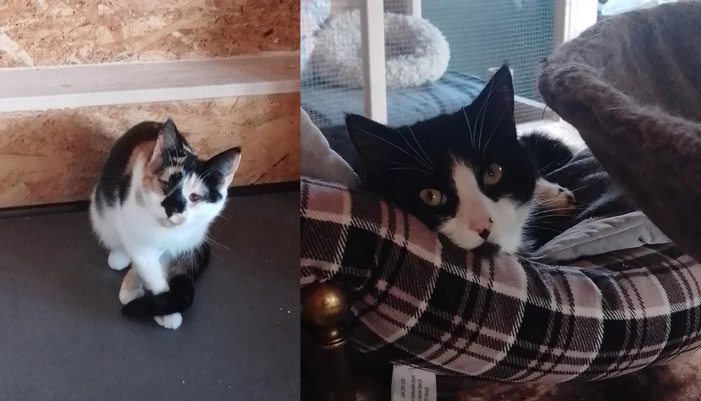 O'Maley - social og omsorgsfuld sort-hvid kat i Katte Refugiet