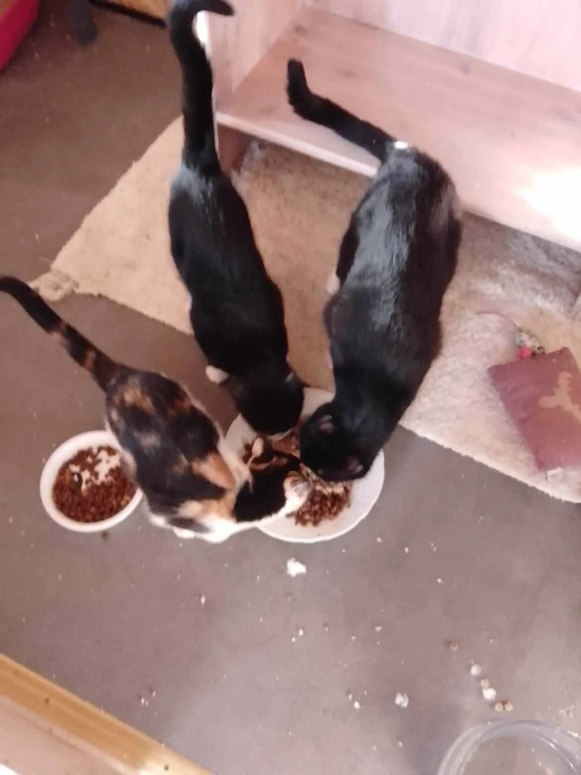 O'Maley (sort med hvid næse) og Duchesse (calico) spiser sammen