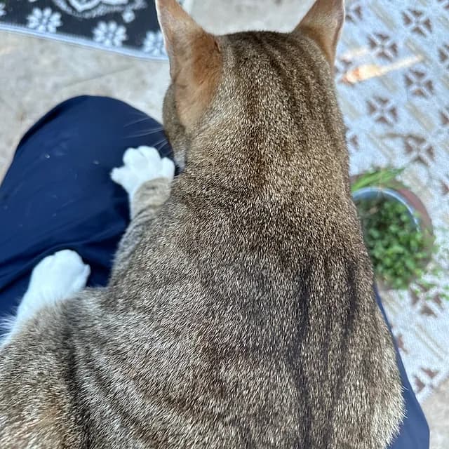 Pelle relaxing - sweet one-eyed cat