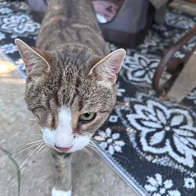 Pelle close-up - beautiful despite having one eye