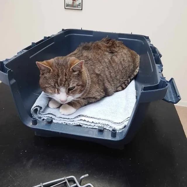 Pelle in comfort - showing his loving nature