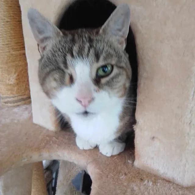 Pelle playing - active and joyful cat