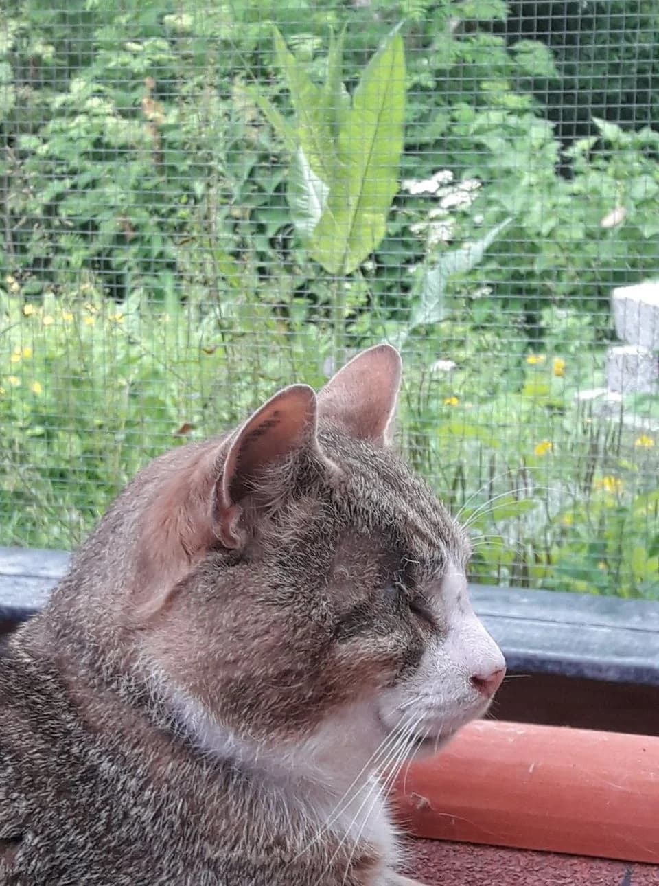 Pelle - krammeglade kat med ét øje