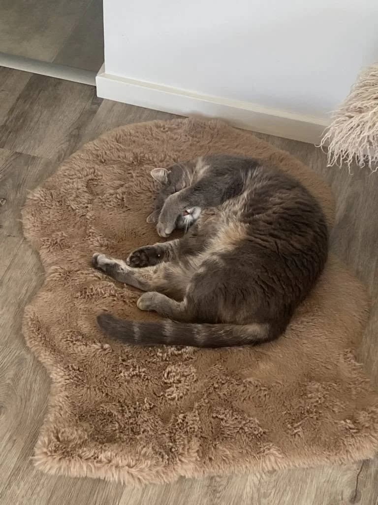 Penny sover sammenrullet med en forpote over ansigtet på et rundt, brunt kattetæppe