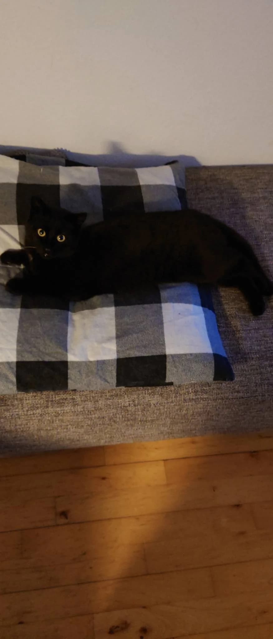 Sort kat med gyldne øjne ligger afslappet på en grå sofa med sort-hvid ternet pude