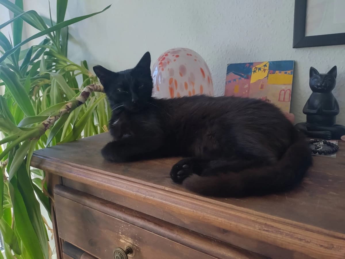 Sort kat ligger afslappet på en gammel træ-kommode mellem en grøn plante og dekorationer i sit nye hjem