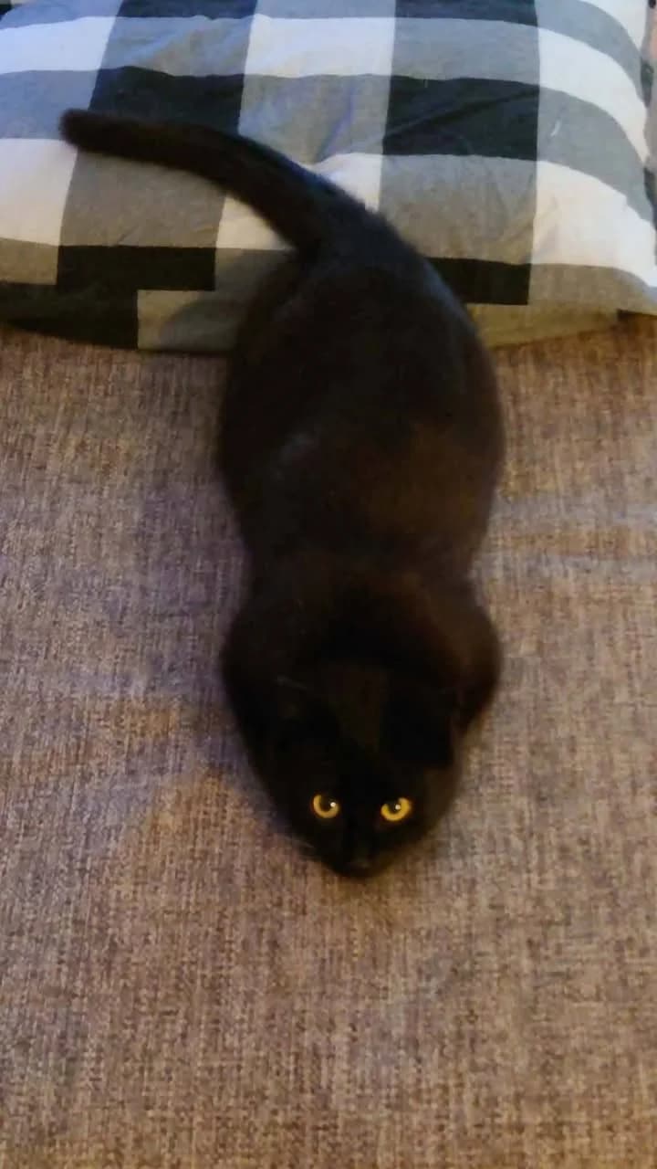 Sort kat ligger på en sort-hvid ternet pude og kigger op mod kameraet med gyldne øjne