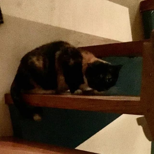 Pjuske i sit nye, rolige hjem