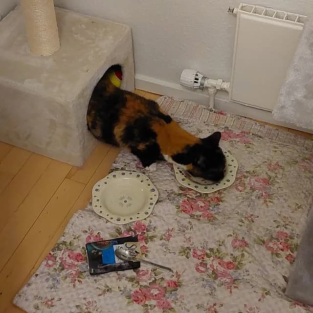 Pjuske - en smuk og sød hunkat