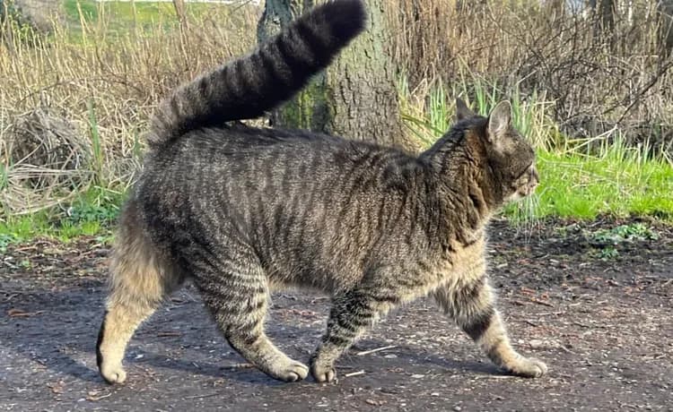 Snoop Cat - den smukke stribede kat