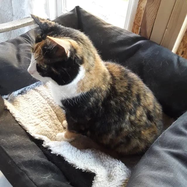 Sol som ny kat i refugiet