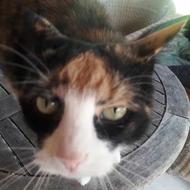 Sol i sit nye hjem