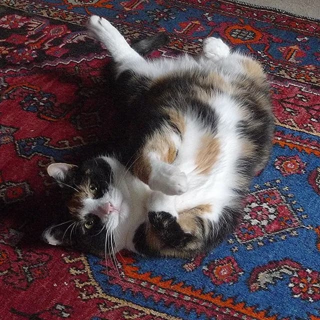 Sol trives i sit kærlige hjem