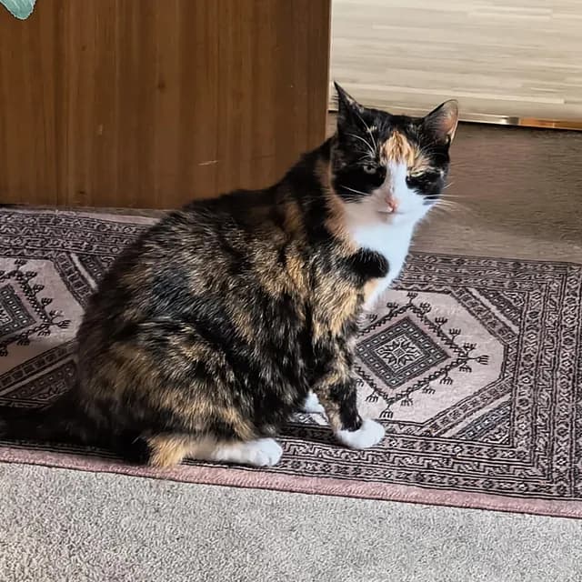 Sol som lykkelig kat