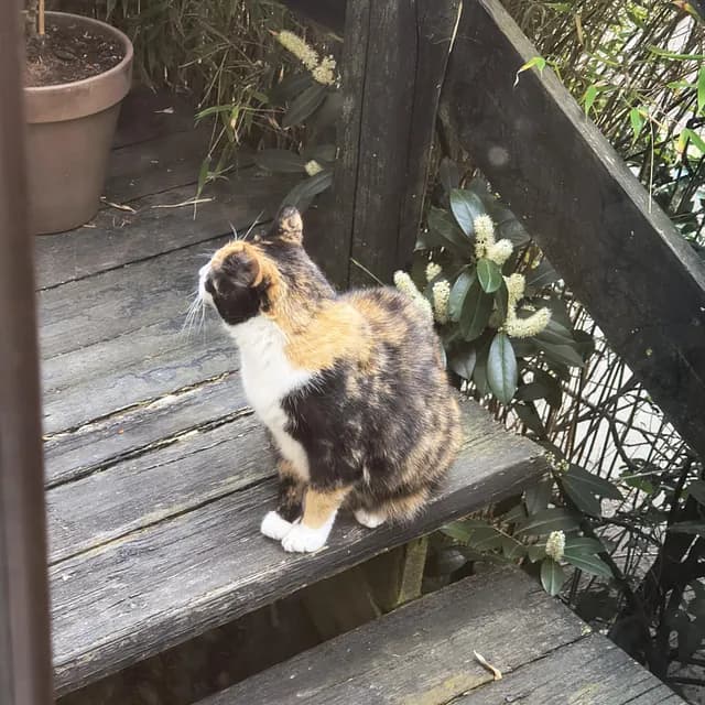 Sol nyder sit nye liv