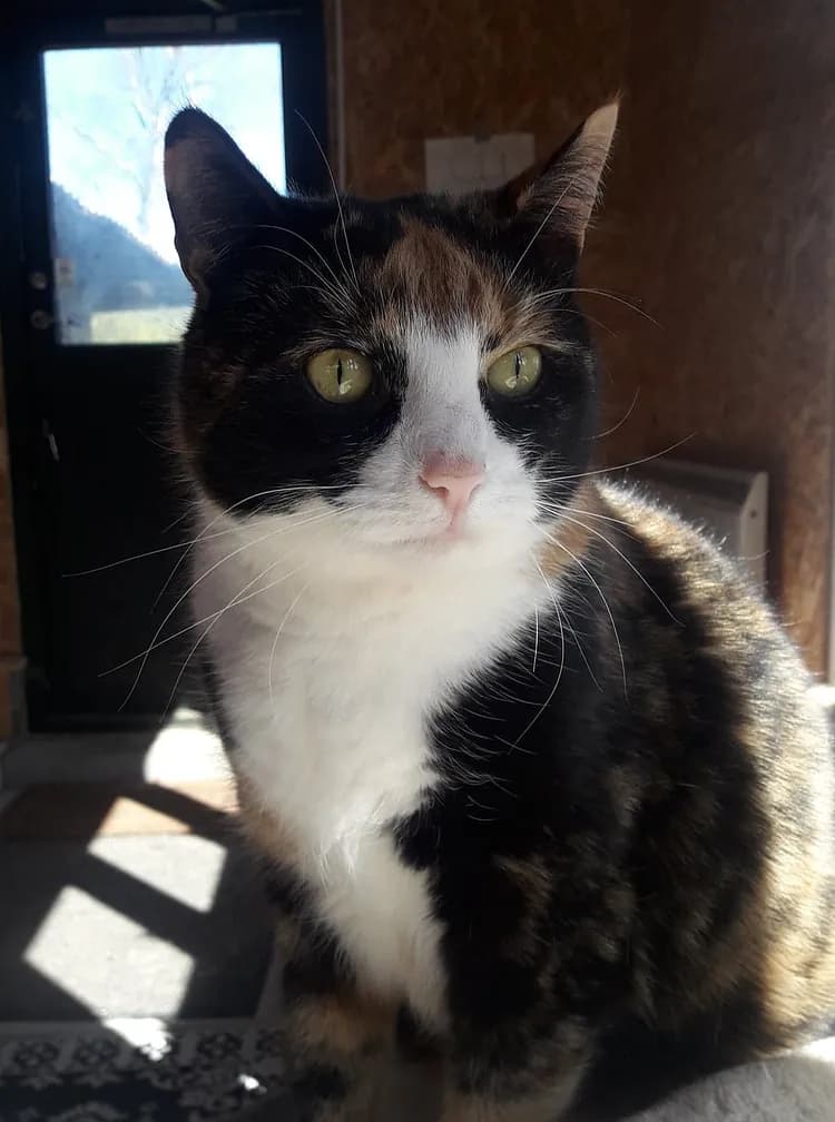 Sol - en legesyg og kærlig kat