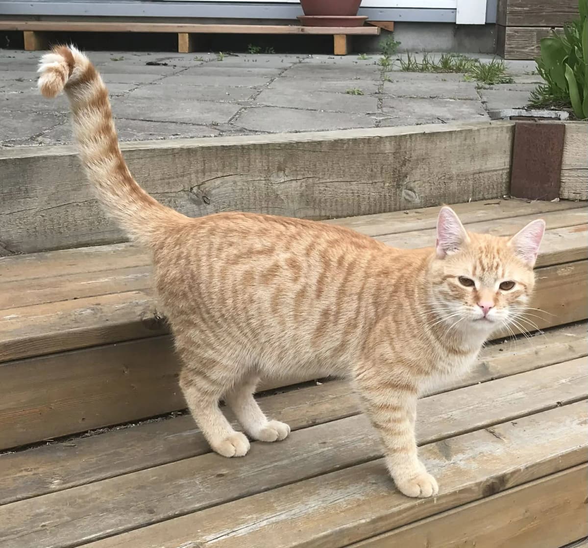 Ung rød tabby hankat står på en træterrasse med halen løftet og kigger mod kameraet, med en blomsterkrukke i baggrunden
