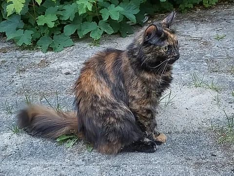 Langhåret skildpaddefarvet kat med gule øjne. Pelsen er sort og rødbrun blandet, med busket hale og lidt lysere pote forrest.