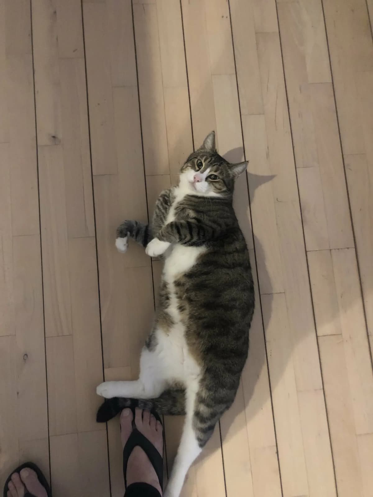 Brunstribet tabbykat med hvid mave og hvide poter ligger på ryggen på et lyst trægulv og kigger op mod kameraet