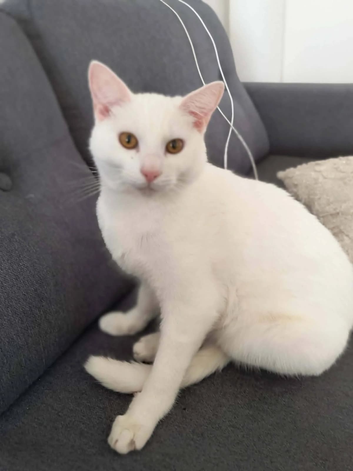 Hvid kat med ravfarvede øjne og lyserød næse sidder på en mørk grå sofa og kigger direkte ind i kameraet