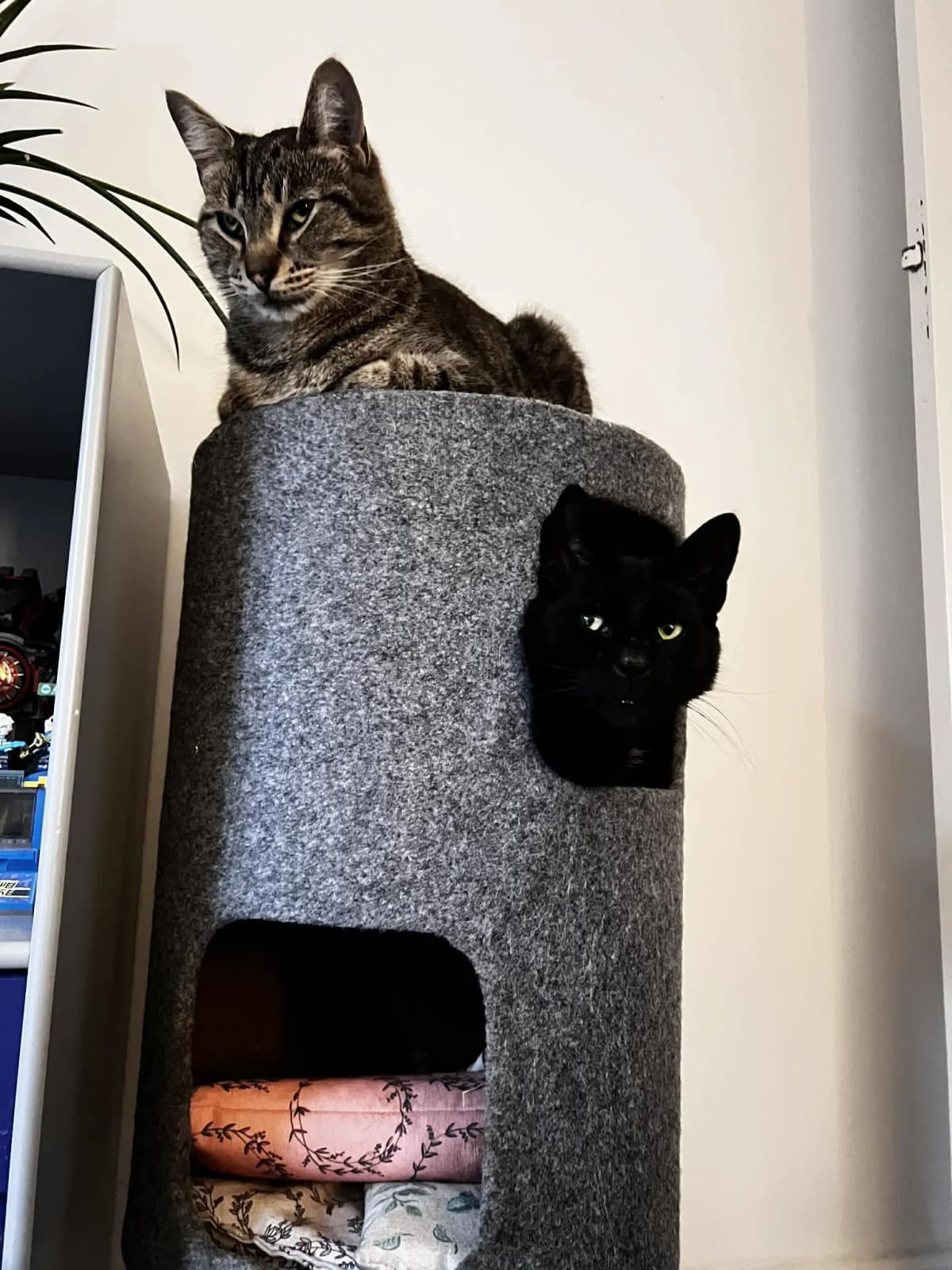Tabby kat ligger oven på et gråt kattetårn mens en sort kat kigger ud fra hullet i tårnet nedenunder