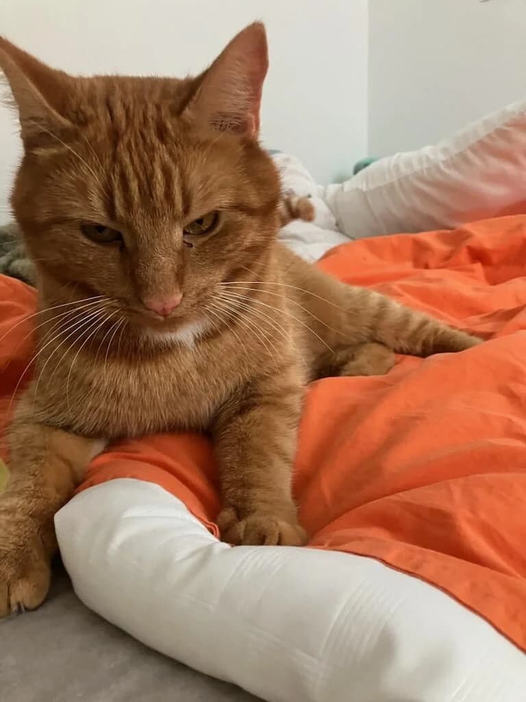 Rød tabby hankat ligger afslappet på en orange dyne med hvid pude og kigger roligt mod kameraet