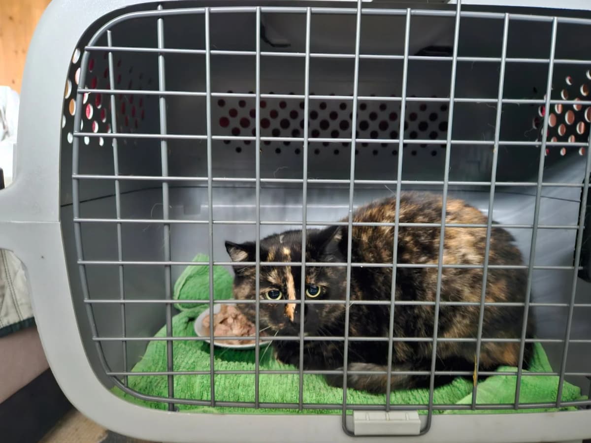 Hjemløs skilpaddekat i transportbur med grønt tæppe - søger akut hjem