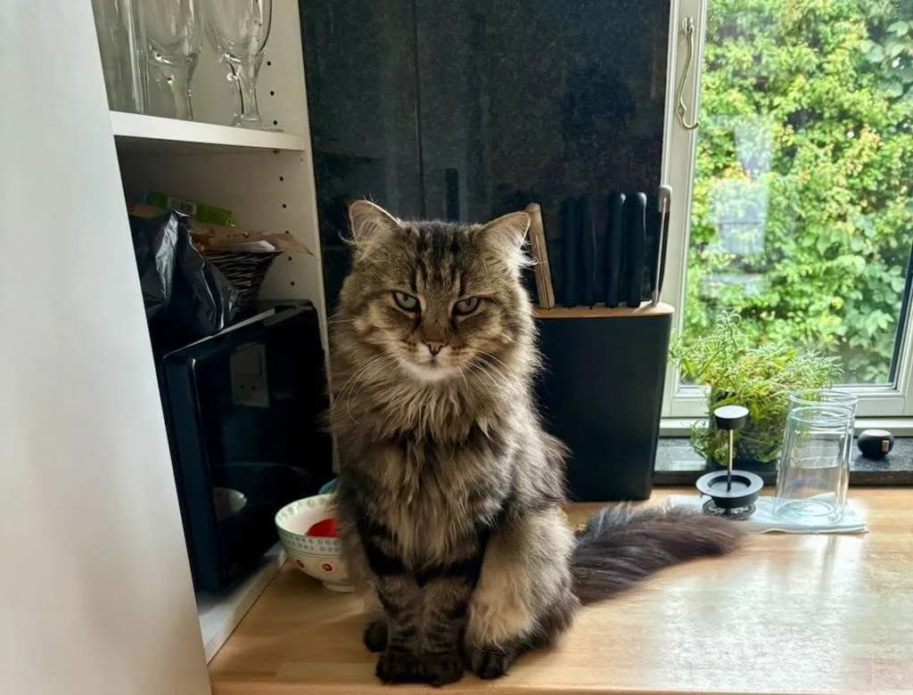 Karla, en langhåret brunstribet kat, sidder på en køkkenbordplade ved et vindue