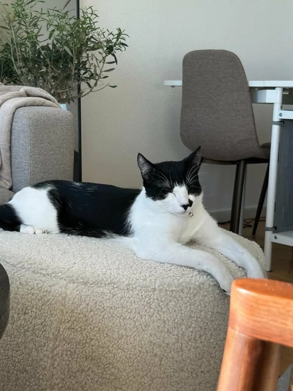Sort-hvid kat med sort maske, sort ryg og klokke i halsbåndet ligger med lukkede øjne på armlænet af en lys sofa