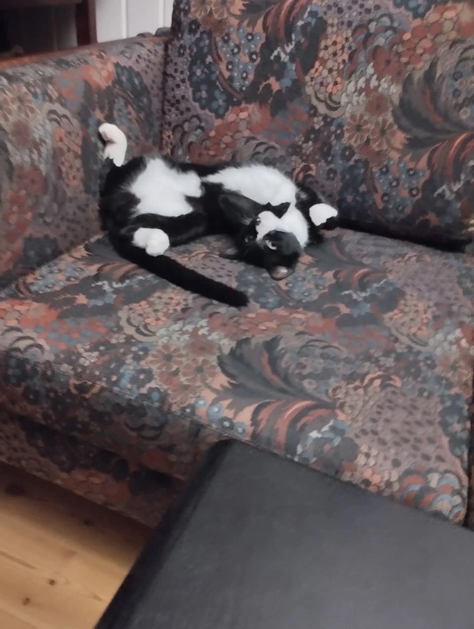 Lea, en sort-hvid hunkat, ligger legesygt på ryggen på en blomstret vintage-sofa og viser sin hvide mave og poter