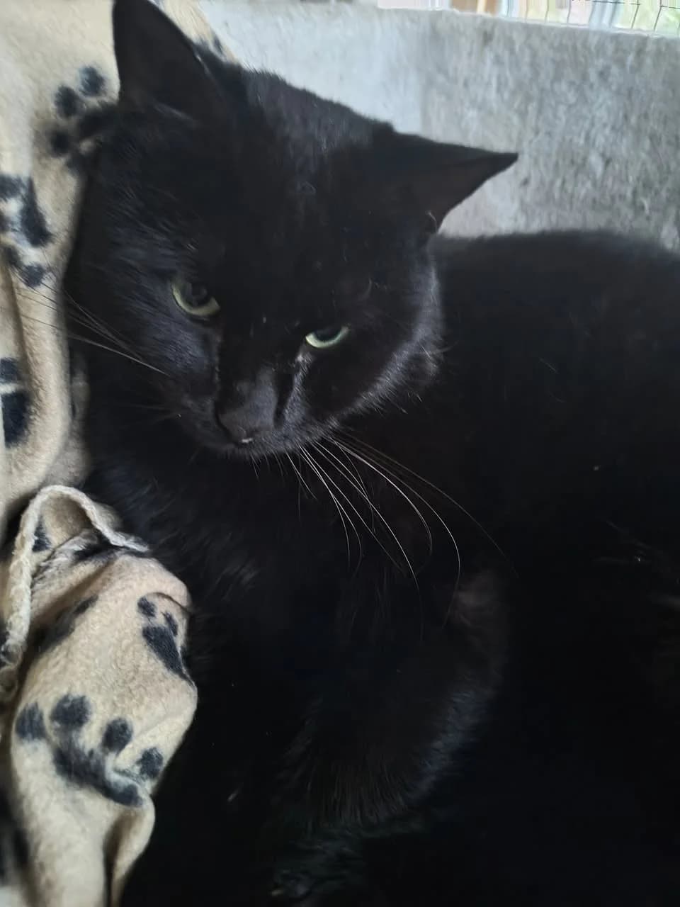 Lukas - sort hankat med grønne øjne kigger direkte ind i kameraet fra kattetårn