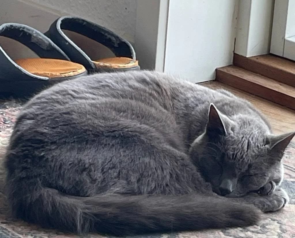 Grå langhåret kat ligger sammenkrøllet og sover på et tæppe ved entréen, med et par velbrugte sorte tøfler i baggrunden