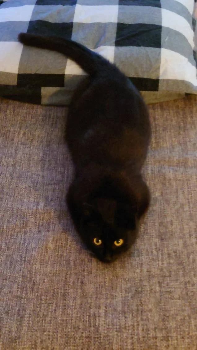 Sort kat med gyldne øjne ligger strakt ud på et gråt tæppe og kigger op mod kameraet