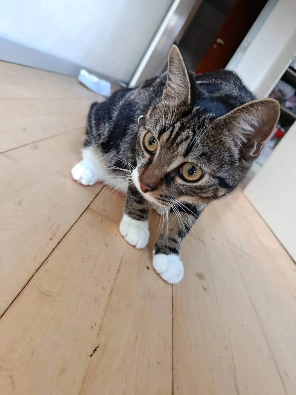 Proton - tabby killing med hvide poter kigger nysgerrigt ind i kameraet på trægulv