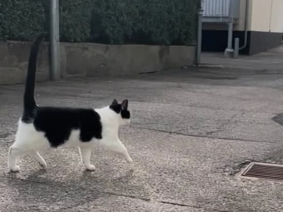 Sort-hvid kat med sort ryg og hale og hvide ben går over en asfalteret gård med halen løftet