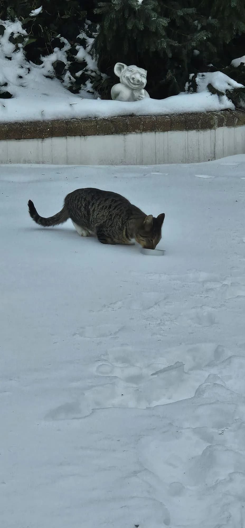 Brunstribet tabbykat spiser af en skål i en snedækket have, med en havefigur og grønne buske i baggrunden