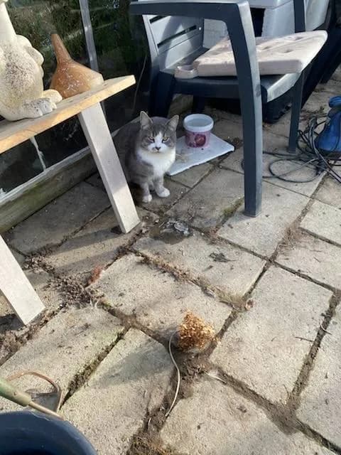 Grå-og-hvid hankat sidder på en fliseterrasse og kigger op mod kameraet, med en vandskål og havemøbler i baggrunden
