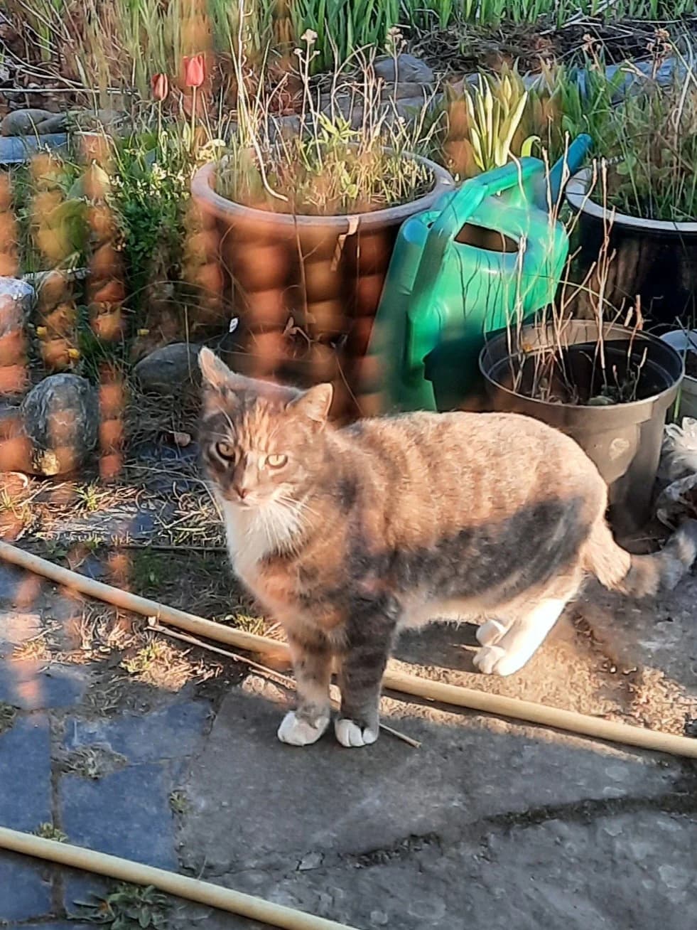 Trefarvet kat med hvid, orange og grå pels står på en stenbelagt sti i en have med blomsterkrukker og en grøn vandkande i baggrunden