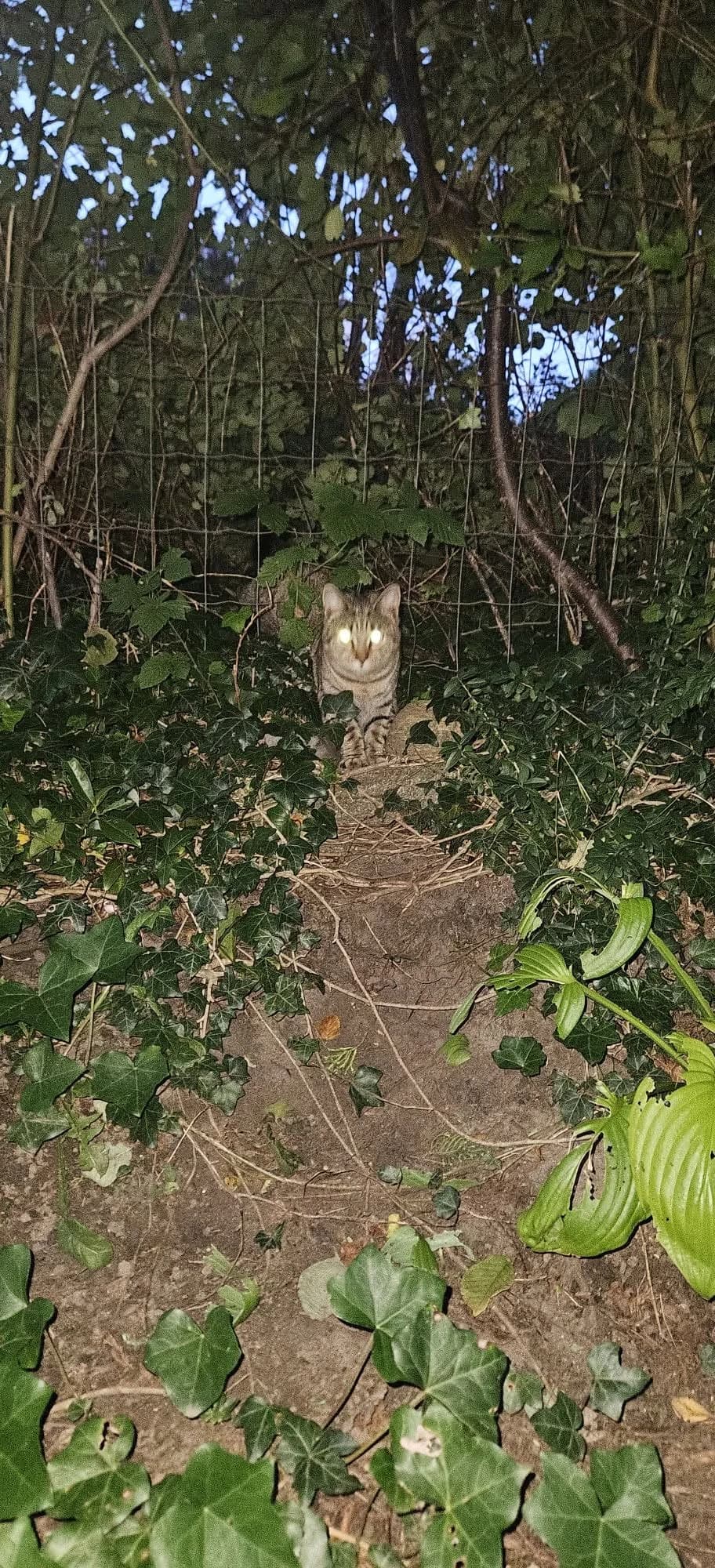 Brungrå stribet kat sidder på jorden mellem vedbend foran et trådhegn