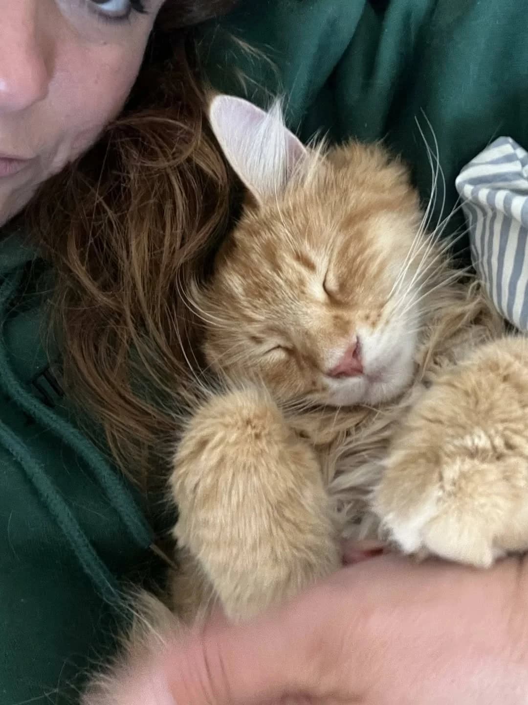 Langhåret orange kat med hvide aftegninger omkring munden bliver holdt af en person i grøn trøje